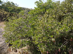 Atalantia racemosa