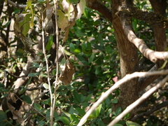 Atalantia racemosa