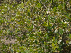 Atalantia racemosa