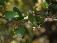 Atalantia racemosa