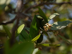 Atalantia racemosa