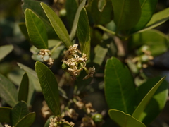 Atalantia racemosa