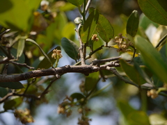Atalantia racemosa