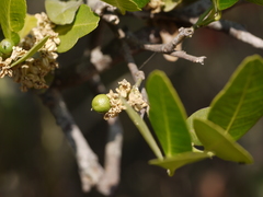 Atalantia racemosa