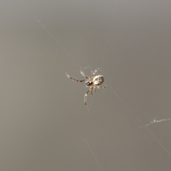 Araneae