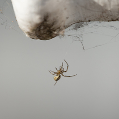 Araneae