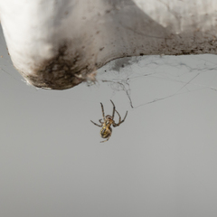 Araneae
