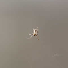 Araneae