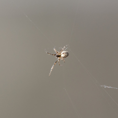 Araneae