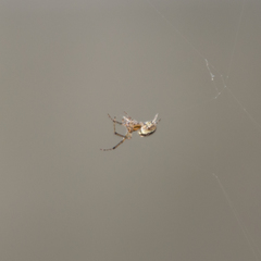 Araneae