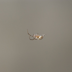 Araneae