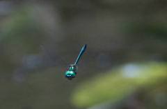 Hemicordulia eduardi