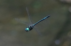 Hemicordulia eduardi