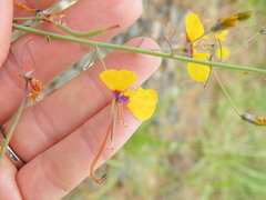 Cleome angustifolia