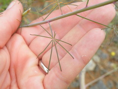 Cleome angustifolia
