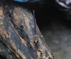 Rhinocypha pagenstecheri timorana