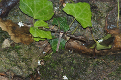 Tipula maxima