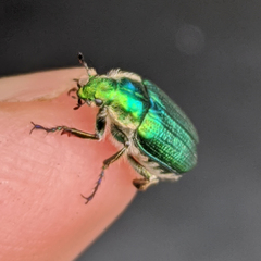 Diphucephala colaspidoides