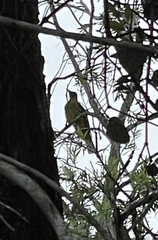 Oriolus flavocinctus kingi