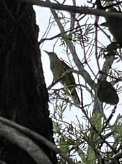 Oriolus flavocinctus kingi