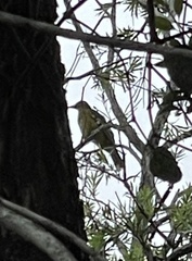 Oriolus flavocinctus kingi