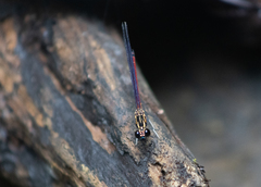 Rhinocypha pagenstecheri timorana