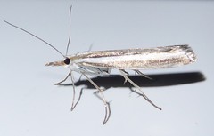 Orocrambus vittellus
