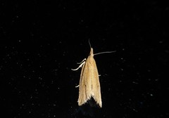 Bactra noteraula