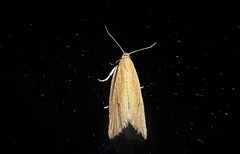 Bactra noteraula