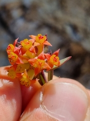 Penaea cneorum