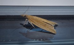 Bactra noteraula
