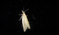 Bactra noteraula