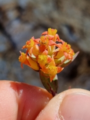 Penaea cneorum
