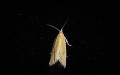 Bactra noteraula