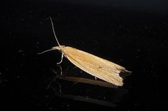 Bactra noteraula