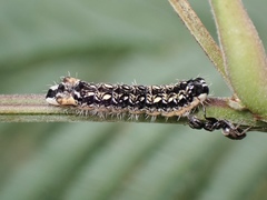 Pseudalmenus chlorinda