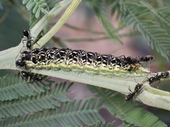 Pseudalmenus chlorinda