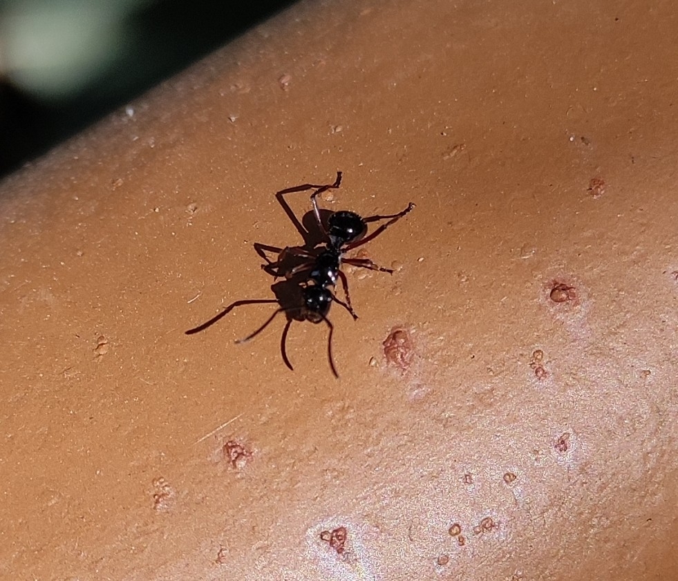 Polyrhachis aculeata