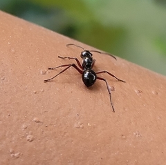 Polyrhachis aculeata