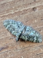 Chloroclystis muscosa