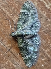 Chloroclystis muscosa