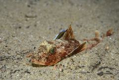 Chelidonichthys obscurus