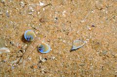 Chelidonichthys obscurus