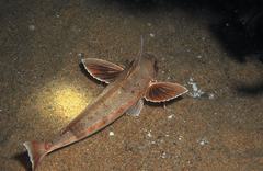 Chelidonichthys obscurus