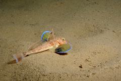 Chelidonichthys obscurus