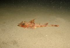 Chelidonichthys obscurus