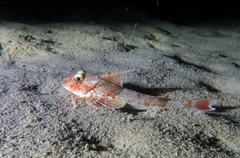 Chelidonichthys obscurus