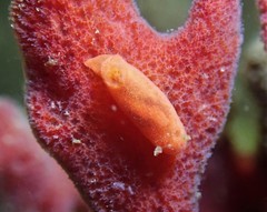Rostanga arbutus