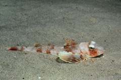 Chelidonichthys obscurus