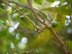 Atalantia racemosa